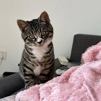 ��èè�Գ�������