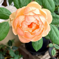 �����Ϸ��ȣ���ӭС�