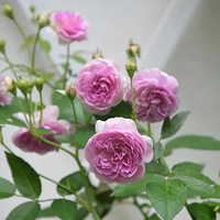 ����Ļ����ǣ���¼��������������