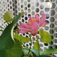 ȥ��������ֿ�����