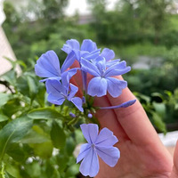 �ҵ���ѩ������