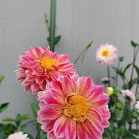 ��΢��¼һ�³��ĵĻ�԰�������ֻ�����Լ���š�