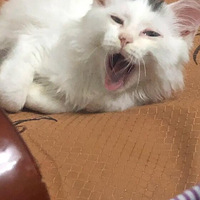 ϲ����è���Ƿ ������ ���ǲ����в���