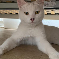 �о��Ҽ�è�Դ�ϲ��Ч����������