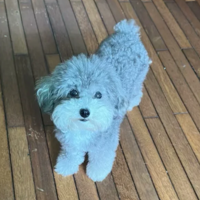 ��ֻ�����԰����Ҽҵĳ���