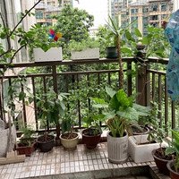 ����С�״�����ֲ��ʼ