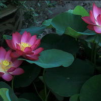 �ҵ�ͥԺ���ݣ����ϵĽ���