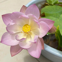 �����ɳ���¼