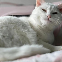 ����ҵİ�è���պϼ�