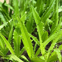 �Լ��ֵĲ˾��Ǻóԣ���԰���󣬲�������