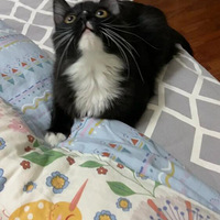 ����������ָ��