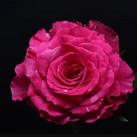 õɫϵtop�������ȵ� ����Ұ���һ��