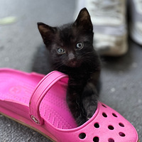 ����С��è����������ôС��ȥ����̫�����ˡ��ѱ�����