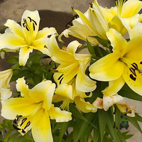 �ٺϻ�������ζ��ĺ�Ũ��