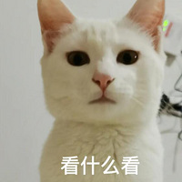 ����˵��è��ҪԲ��Ҫ��������