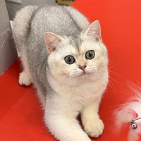 ��è�˵Ŀ����������