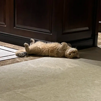��ô������������ֲ���������Сè��