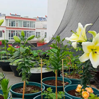 �и�¶̨��Ŀ��ֺö�