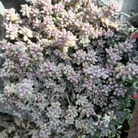 �����ֵĶ��⣬��ľ�������