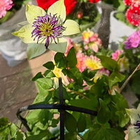 ����������ĺ�Ư��