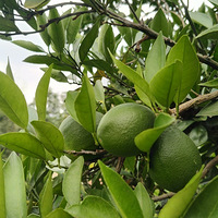 �ϼҵĹ�԰�ͻ�԰����ʤ��