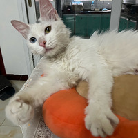 ����һֻ����è