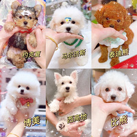 С��Ȯ��ϼ�������ϲ��ʲô�ĸ�Ʒ��