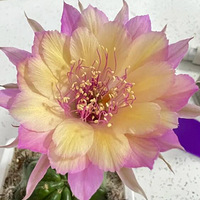 �ҵ����������ڿ����ˣ�