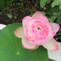 ����ĺɺ���