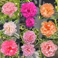 ̫��������Ŀ�������