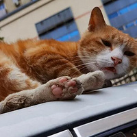 ���ٵ��Ҹ�����