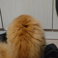 �ұ���ĺÿɰ� ��ëС����������