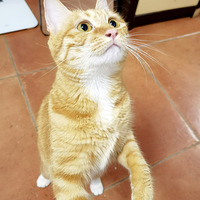 ��Ƥ��������