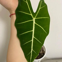 ���ֲ���״̬�ð���