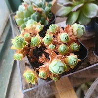 ���ͣ�ͦ������ͺ���