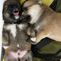 �޳�����С������Ѫ��