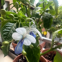 ������������¼