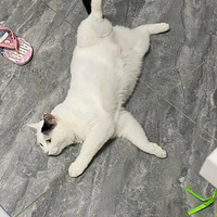 ����̫�౦�����Ƭ������������