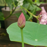 ����-���棬����ź��ֲ����һ�仨������