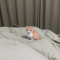 ���ǰ�ҧ�˵�С��è