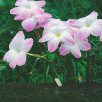 �����������ҵ�������