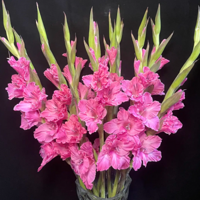 �����ʺ���ʲô����������