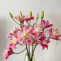 �о��ٺϻ��Ǻ��ʺ��������ģ������̫����