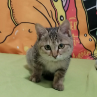 �ٱ�С�� ���̫�ɰ���