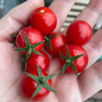 ǧϲ��������