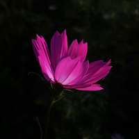 �޷�����