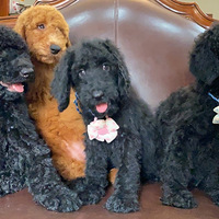 ���������������ĸ��