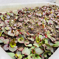 �ҼҲ������߲˹Ϲ���������СС��������ʵ�����Ը����㡣