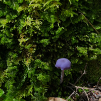 ��һ�ο�����ɫ��Ģ�� ��