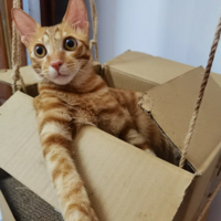 �����ϳɵ���